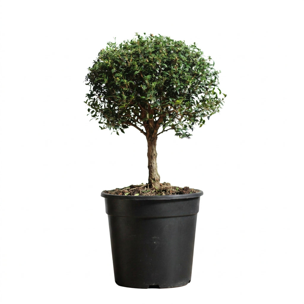 Myrtus communis Murta em vaso com copa arredondada